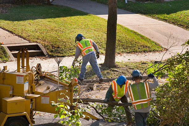 Best Tree and Shrub Care  in Hiawatha, KS